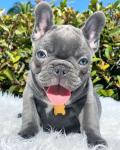 Gorgeous Bulldogs - photo 4 / 6