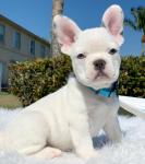 Gorgeous Bulldogs - photo 6 / 6