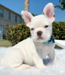 Gorgeous Bulldogs - photo 5 / 6