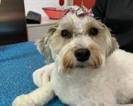 Pawfect Spa Ltd - photo 6 / 6