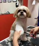 Pawfect Spa Ltd - photo 5 / 6