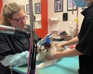 Pawfect Spa Ltd - photo 4 / 6
