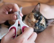 Pawfect Spa Ltd - photo 2 / 6
