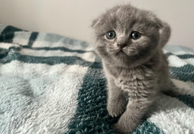 Scottish Fold Kittens Raised in a Family Home - photo 3 / 6