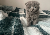 Scottish Fold Kittens Raised in a Family Home - photo 4 / 6
