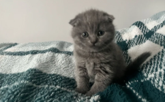 Scottish Fold Kittens Raised in a Family Home - photo 2 / 6