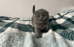 Scottish Fold Kittens Raised in a Family Home - Farm & Garden listing in Richmond