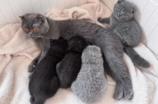 Scottish Fold Kittens Raised in a Family Home - photo 6 / 6