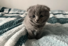 Scottish Fold Kittens Raised in a Family Home - photo 5 / 6