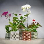 Orchid Pot for Sale – Choose the Best Pots for Healthy Orchids - photo 2 / 2
