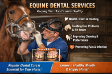 Equine Dental Instruments - Specialist Consultations listing in Calgary