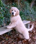 Beautiful Golden Retriever Puppies – Ready to Fill Your Home with Love - photo 2 / 3