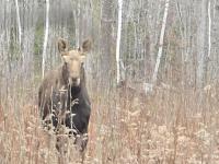 Mud To Moose Trail Adventures - photo 4 / 6