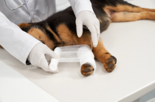 Animal Emergency Clinic for Urgent Pet Care - Emergency Care listing in Victoria