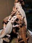 Breaded dragons - photo 5 / 5