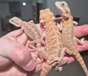 Breaded dragons - photo 4 / 5
