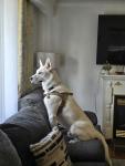 Max and Joy | Dog boarding, Dog Daycare, Dog walking - photo 6 / 6