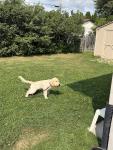 Max and Joy | Dog boarding, Dog Daycare, Dog walking - photo 3 / 6