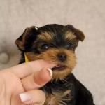 Best Sweet & Cutest Yorkie Puppies For Sale - photo 6 / 6