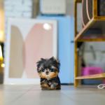 Best Sweet & Cutest Yorkie Puppies For Sale - photo 4 / 6