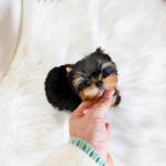 Best Sweet & Cutest Yorkie Puppies For Sale - photo 3 / 6