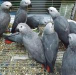 Baby Macaw parrots ready for good homes - photo 3 / 3