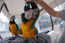 Baby Macaw parrots ready for good homes - photo 2 / 3