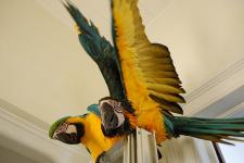 Baby Macaw parrots ready for good homes - General listing in Ottawa