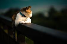 Alpenlofts Veterinary Hospital - Vancouver - Emergency Care listing