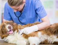 Pet Surgical Care in Delta, BC - Vancouver - Emergency Care listing