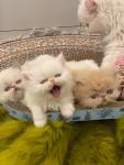 Persian kittens available for Rehoming - Free listing in Toronto