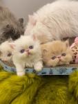 Persian kittens available for Rehoming - photo 4 / 4