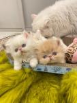 Persian kittens available for Rehoming - photo 3 / 4
