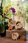 Orchid Baskets: The Perfect Choice for Healthy and Beautiful Orchids - Farm & Garden listing in Halifax