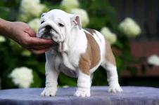 Fawn and White English Bulldog Puppy For Sale - photo 5 / 5