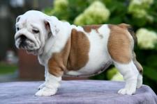 Fawn and White English Bulldog Puppy For Sale - Farm & Garden listing in Calgary