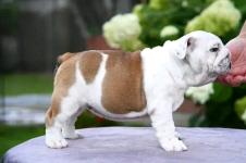 Fawn and White English Bulldog Puppy For Sale - photo 4 / 5