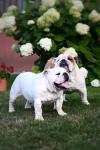 Fawn and White English Bulldog Puppy For Sale - photo 3 / 5