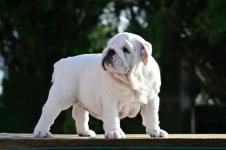 White Female English Buldog Puppy For Sale - photo 3 / 5