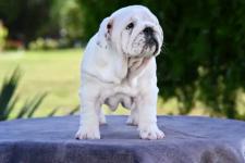 White Female English Buldog Puppy For Sale - photo 5 / 5