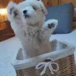 Maltese Male for Sale,Teacup (Tiny), 11 Weeks Old - Pets Sitting listing in Montreal