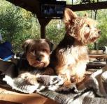 2 adorable yorkie puppies looking for a good home! $300 each ‪(601) 53 - Free listing in St. John's