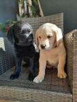 Labrador Retriever Puppies Available for Adoption 🐾 - Other Hobbies listing in Toronto