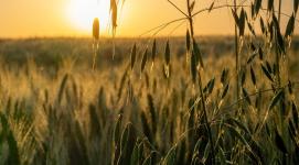 How do I control wild oats in wheat and barley? - Farm & Garden listing in Calgary