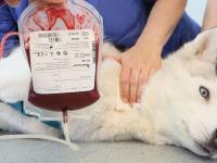 Blood Transfusion in Vancouver: Lifesaving Support When Every Second C - Emergency Care listing in Vancouver